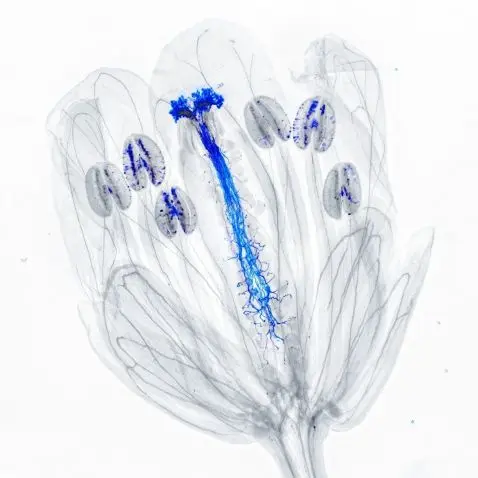 Bulletproof regulatory and grant submissions